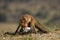 Fox with its prey in its mouth