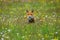 Fox jump. Red fox, Vulpes vulpes, hunting on flowered meadow in rainy morning. Orange fur coat animal running in spring rain.