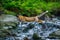 Fox jump. Red fox, Vulpes vulpes, jumping over forest brook. Amazing clever beast in green forest. Beautiful animal