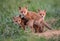 Fox kits in the field