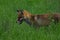 A fox with a long ginger pony while hunting in a meadow. Looking for a victim and sneaking up on a victim. A predator of the