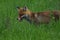 A fox with a long ginger pony while hunting in a meadow. Looking for a victim and sneaking up on a victim. A predator of the