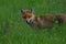 A fox with a long ginger pony while hunting in a meadow. Looking for a victim and sneaking up on a victim. A predator of the