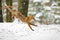 Fox long jump. Red fox, Vulpes vulpes, jumping in winter forest. Wild vixen hunting on snowy forest meadow. Orange fur coat animal