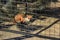 Fox lying down in the sun in enclosure