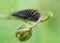 Fox moth (Macrothylacia rubi) early instar caterpillar