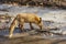 A fox with peeling fur during spring shedding drinks water from a puddle covered with a thin layer of ice