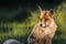 Fox posing in sun. Close up portrait in Dutch forest.