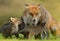 The fox protects its cubs.