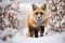 a fox prowling through a field blanketed in fresh snow