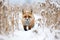 a fox prowling through a field blanketed in fresh snow