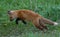 Fox pup leaps at a yellow flower on a grassy field in Jackson Hole, Wyoming