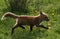 Fox pup runs wild with her three siblings in Jackson Hole, Wyoming