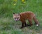 Fox pup takes a breather from playing with her siblings in Jackson Hole, Wyoming