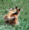 Fox Pups in Jackson Hole, Wyoming Stay Close Together