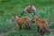 Fox pups look for their fourth sibling as they frolic in a grassy field in Jackson Hole, Wyoming