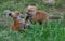 Fox pups play on a grassy field in Jackson Hole, Wyoming