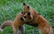 Fox pups play wrestle in a grassy field in Jackson Hole, Wyoming