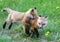Fox pups stay close together while playing in a grassy field in Jackson Hole, Wyoming