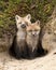 Fox Red Fox Animal Photo.  Baby fox animal close-up profile view at the entrance of the den hole in the forest