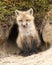 Fox Red Fox Animal Photo. Baby Fox Red Fox animal close-up profile view at the entrance of the den hole.