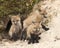 Fox Red Fox Animal  Photo.  Baby foxes animals by the den hole.