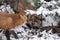 Fox Red Fox Animal Photo.  Fox Red Fox animal couple interaction.in the winter season  Fox Red Animal Foxes in the winter season