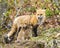 Fox Red Fox Animal Photo.  Fox Red Fox animal mother feeding kit foxes in the forest