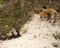 Fox Red Fox Animal Photo.  Fox Red Fox close-up profile view mother and kit foxes in the forest