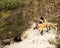 Fox Red Fox Animal Photo.  Fox Red Fox mother and kit foxes in the forest