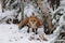 Fox Red Fox Animal  Stock Photo.  Fox animal close-up profile view in the winter season
