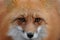 Fox Red Fox Animal Stock Photo.  Fox animal head close-up profile displaying its eyes