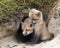 Fox Red Fox Stock Photo.  Baby foxes.  Baby foxes kits pups cubs at the entrance of the burrow den. Portrait. Image. Photo.