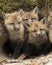 Fox Red Fox Stock Photo.  Baby foxes.   Baby kits  fox in the forest