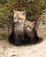 Fox Red Fox Stock Photo.  Baby foxes in the forest at the entrance of the den hole