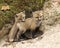 Fox Red Fox Stock Photo.  Baby foxes.  Fox mother and kids baby fox in the forest. Picture. Image. Portrait. Photo