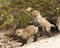 Fox Red Fox Stock Photo.  Baby foxes wrestling playing by the den hole.  Baby fox kit in the forest