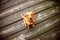 Fox Red Labrador puppy sitting on bridge