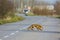 Fox on the road next forest