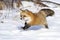 Fox running in snow