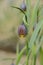 Fox\\\'s grape fritillary flower(Fritillaria uva-vulpis).