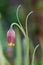 Fox`s grape fritillary, Fritillaria uva-vulpis, pending flower