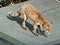 Fox on a shed roof