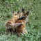 Fox siblings share a loving hug during an active playtime under the keen eye of their mother nearby