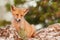 A Fox sits on a rock and looks at the camera. Vulpes vulpes