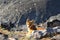 Fox sits by stone on the slope of hill and looks in camera