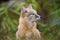 A fox is sitting on a rock