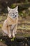 A fox is sitting on a rock