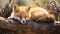 Fox Sleeping and Resting in natural habitat