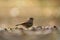 Fox sparrow feeding on the ground